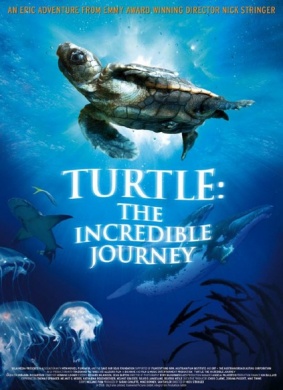 海龟：奇妙之旅Turtles Song